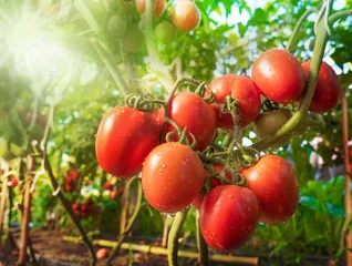 Fotobehang Tomato fruit with water drop and sunlight © singkham