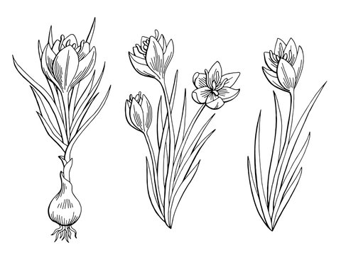 Saffron graphic flower black white isolated sketch illustration vector
