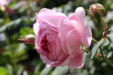 English Romantic pink roses 