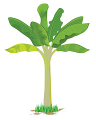 banana plant vector design