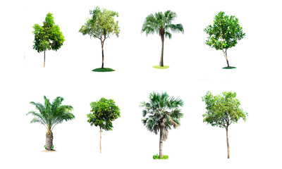 Collection tree on white background of isolated