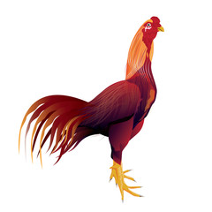 rooster vector design