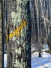 Yellow Painted Aspen