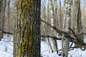 Aspen Tree photos, royalty-free images, graphics, vectors & videos