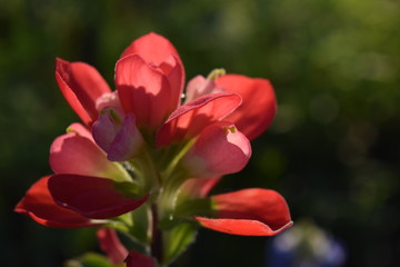Texas Hill Country wildflower - Indian Paintbrush
