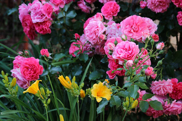 Romantic climber pink rose "Rosarium Uetersen" and yellow daylily "Stella de Oro" in the summer garden.
