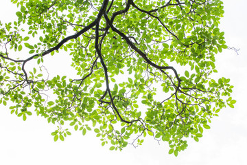 Fototapeta na wymiar Green leaf on white background