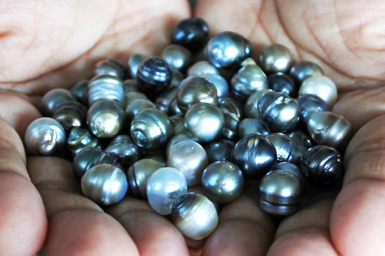 Hands holds Black lip oyster black pearls