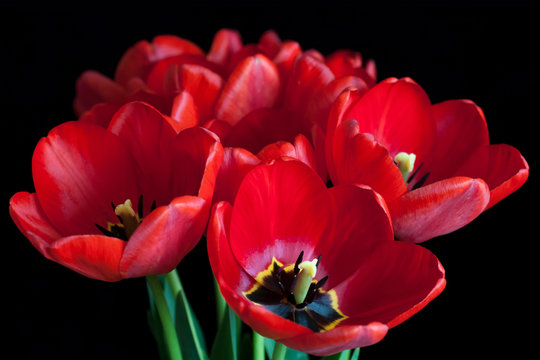 Bouquet of beautiful red tulips, spring flowers on black background. Floral wallpaper