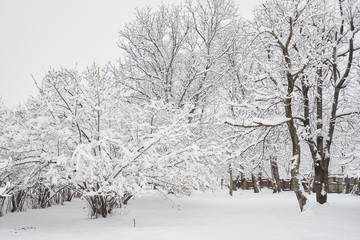 Fototapeta na wymiar Winter forest nature snowy landscape outdoor background