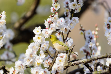 白梅と目白