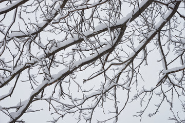 Fototapeta na wymiar Snow on the branches.Winter theme