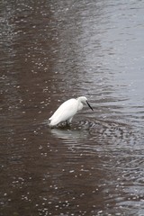 Little Egret (Egretta garzetta) in Japan - コサギ