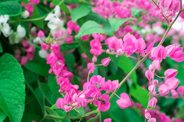 Mexican Creeper or Antigonon leptopus  flower with small bee