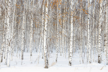 Winter landscape with white birch trees