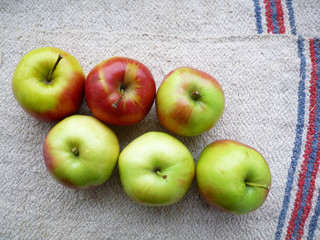  apples on canvas