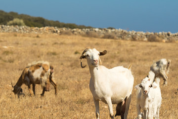 Goats grazing out in the nature on a beautiful sunny day at Paros island in Greece.
