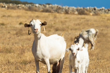 White goat family out in the nature.
