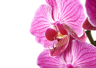 Orchid flower close-up