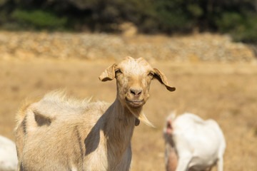 Brown goat portrait out in the nature on a sunny day.
