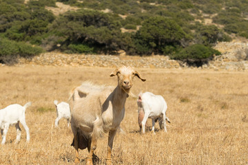 Goat portrait out at a farm.
