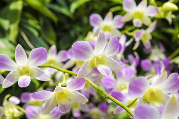 many orchids close up