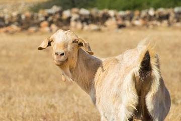 Funny goat portrait at a farm.
