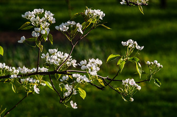 Blooming spring garden