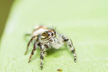 Macro Shot Of Jumping Spider Lovely big eyes