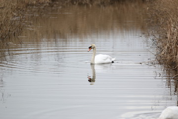 Swan at Rainham Marsh