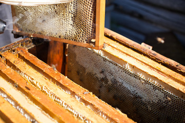 Frames of a bee hive. Beekeeper harvesting honey. The bee smoker is used to calm bees before frame removal. Beekeeper Inspecting Bee Hive