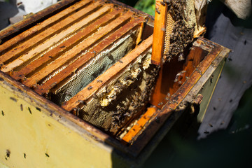 Frames of a bee hive. Beekeeper harvesting honey. The bee smoker is used to calm bees before frame removal. Beekeeper Inspecting Bee Hive
