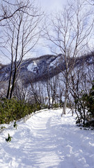 Snow and walkway in the forest Noboribetsu onsen snow winter