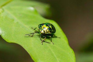 Closeup shiny green beetles sitting on green leaf