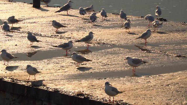 Seagulls walking on the pier lit by the evening sun.