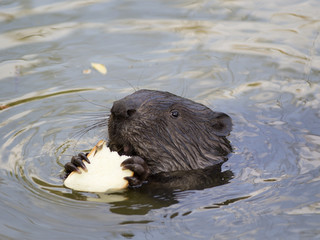 The beaver eats a piece of bread