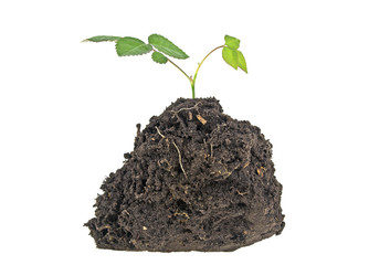 Young sprout of rose in soil humus on a white background