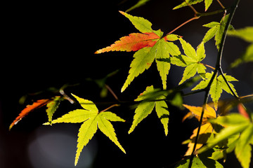 beautiful green maple leaves turn to red in autumn