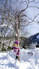 Snow gloves hanging with the tree in the forest Noboribetsu onse