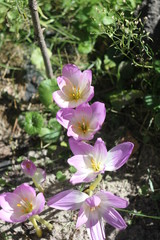 Crocus Spring Flowers