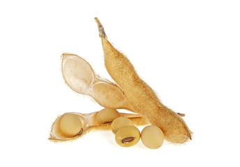 Soybean pods isolated on white background. Soya - protein plant