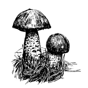 drawing two boletus mushroom sketch graphics hand drawn ink vector illustration