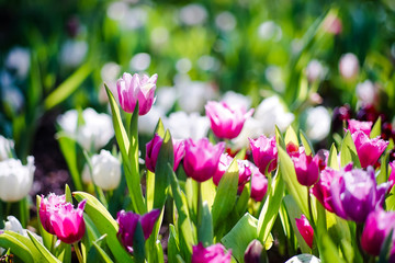 Beautiful tulips in garden, Beautiful tulips in the morning