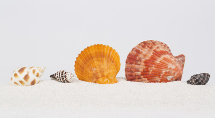 Beach shell in white sand as for a beautiful vacation background