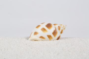 One beautiful conch in white sand 
