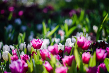 Beautiful tulips in garden, Beautiful tulips in the morning