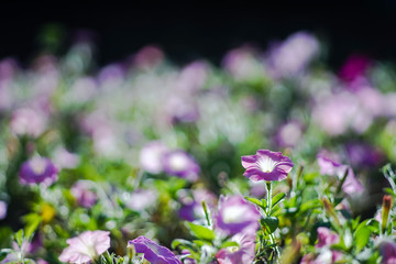 Pitunia flower in garden.