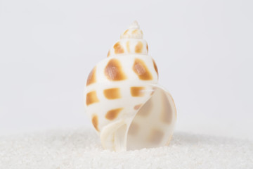 Obraz na płótnie Canvas One beautiful conch in white sand 