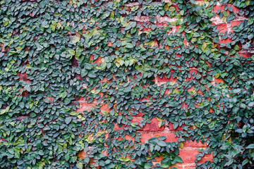 green ivy on brick wall