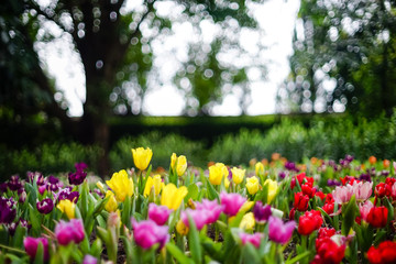 Beautiful tulips in garden, Beautiful tulips in the morning